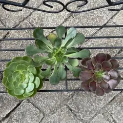 アエオニウム カット苗♡詰め込みセット②(メルカリ便) 2025年最新】アエオニウムの人気アイテム - メルカリ