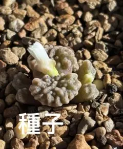 コノフィツム　ヤンギ　白花　種子15粒
