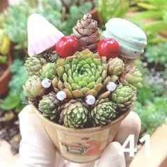 41❤︎多肉植物❤︎❤︎土入りポットごと❤︎そのまま飾れる♥センペルビウム❤︎