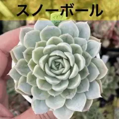 現物］多肉植物 韓国苗 スウェットボール ① スエットボール - メルカリ