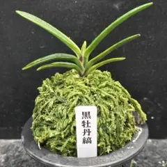 2026年最新】富貴蘭 白牡丹の人気アイテム - メルカリ