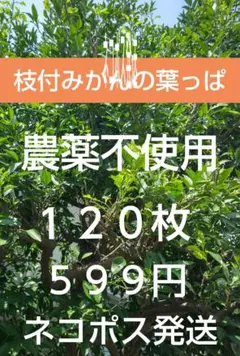 枝付きみかんの葉っぱ、農薬不使用、１２０枚、ネコポス発送のサムネイル