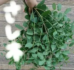 まりたん様 リクエスト 2点 まとめ商品