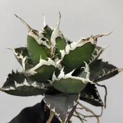 2026年最新】包心龍の人気アイテム - メルカリ