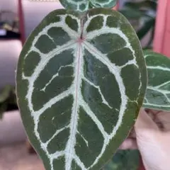 2025年最新】アンスリウムレッドクリスタリナムの人気アイテム