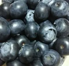 農薬・肥料不使用】山口県産 冷凍ブルーベリー 500g ハイブッシュ系