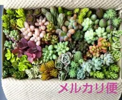 ハ 多肉植物 セダム 多肉弁当 カット苗セット 詰め合わせ