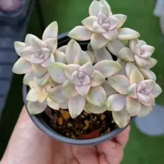 のんちゃん様 リクエスト 4点 まとめ商品