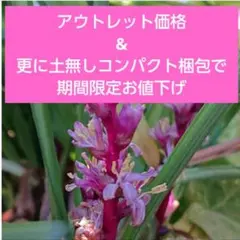 お福分けC キチジョウソウ(吉祥草) 充実苗１株