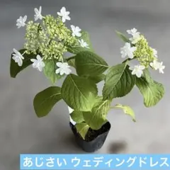 山野草・ヤマアジサイ苗画像の有沢八重開花株お届けいたします
