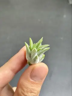 チランジア ボブホルムズジュエル Tillandsia - メルカリ