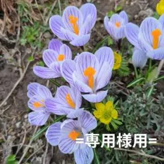 足半布ぞうり★　ゆゆ 様専用 ♪