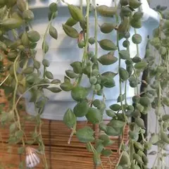 グリーンネックレス カット苗