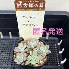 2025年最新】古都の葉の人気アイテム - メルカリ