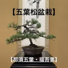 2026年最新】那須五葉松の人気アイテム - メルカリ