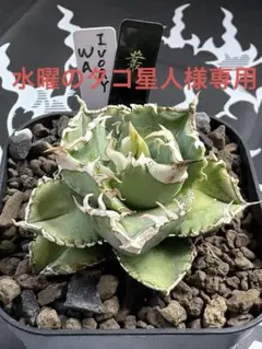 アガベ ハイブリッド 妖炎×狂刺霍利達 妖霍利達 子株 検）妖帝 土田制