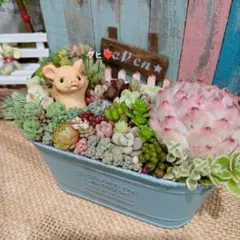 ネコちゃん♡多肉植物寄せ植え♡そのまま飾れる♡ - メルカリ