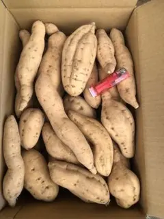 さつまいも　ワケあり安納芋　こがね　8キロ　残り僅か