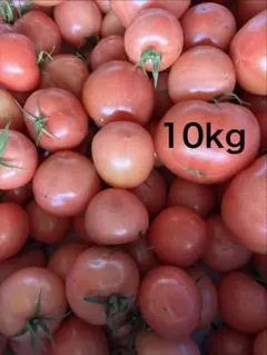 訳あり‼️千葉県産桃太郎トマト　約10kg 割れのサムネイル