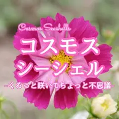 【お花の種】コスモス☆シーシェル 種子 約50粒！