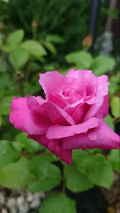 バラ＆ミニバラ小中サイズ全苗5株セット