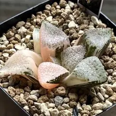 ハオルチア　王蟲　大きめ　葉挿し苗＆ハオルチア　月の恋人　葉挿し苗×2　速達便 ハオルチア 王蟲 葉挿し苗 - メルカリ
