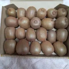 キウイフルーツ㉜ヘイワード1.5kg22個