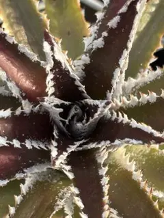ディッキア Dyckia Code NW-26 Bill Baker ⑹ ディッキア Dyckia Code NW-26 Bill Baker - メルカリ