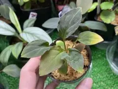 2026年最新】ホマロメナ Homalomenaの人気アイテム - メルカリ