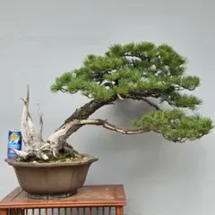 五葉松 [吹き流し] 大品盆栽 じゃぱ様専用です。 - メルカリ