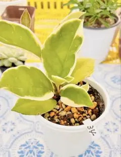 34⭕️ホヤ⭕️現物品