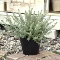 ぷりまろ様専用ページ