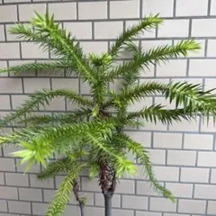 大株 バンクシア ヘアピン 8号鉢 高さ：鉢底より約120cm - メルカリ