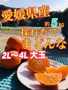 あと残り５箱‼️★2L～4L玉★【農家直送まどんな‼】 愛媛県産　愛果28号