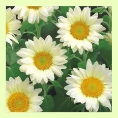 めりー様 リクエスト 4点 まとめ商品