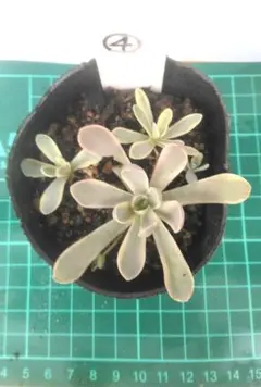 2025年最新】子持ち蓮華錦抜き苗の人気アイテム - メルカリ