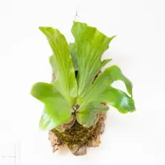 2026年最新】ビカクシダ ステマリアの人気アイテム - メルカリ