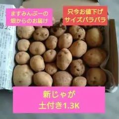 土付き 新鮮なジャガイモ 詰め合わせコンパクトのサムネイル