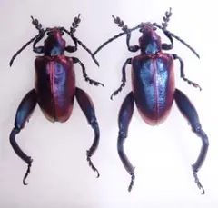 2025年最新】モモブトハムシの人気アイテム - メルカリ