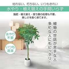 白ネギ苗　cafa5801 白ネギ苗 cafa5801様専用 - メルカリ