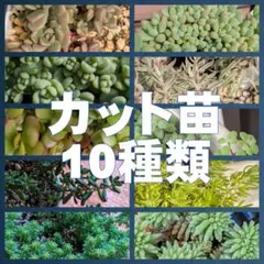 セダムカット苗　10種類セット