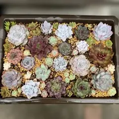 多肉植物大満足セット　韓国苗のサムネイル