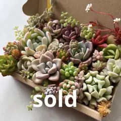 ②多肉植物　カット苗　詰め合わせ　寄せ植え