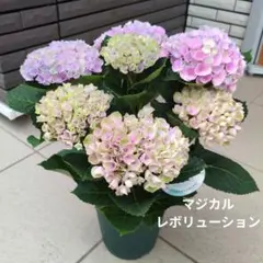 紫陽花 アジサイ マジカル レボリューション ピンク ５号鉢 花苗のサムネイル
