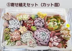 多肉植物 ⑤寄せ植えセット（カット苗）