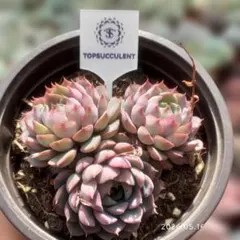 Top【選抜株】多肉植物　361488ストロベリーミルク　80個　鉢無し/脱土 Top【選抜株】多肉植物 362719アッシュ ローズ 54個 鉢無し/脱土