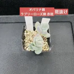 2026年最新】オパリナ錦の人気アイテム - メルカリ