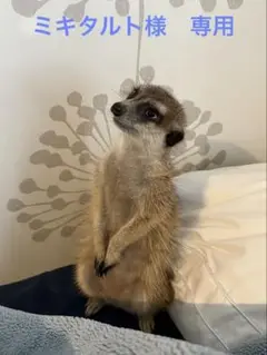 ミーアキャット写真