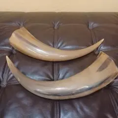 し*☆様 水牛の角インテリア186cm送料込み‼️