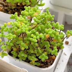 ネコポスで発送❣️実生苗　多肉植物　ドロサンテマ　ミックス　3株セット　抜き苗 SALE❣️実生苗 多肉植物 ドロサンテマ ミックス 3株セット 抜き